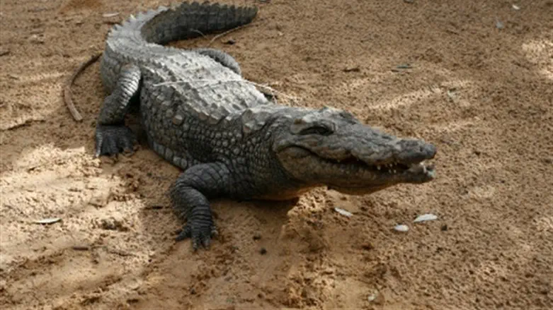 Crocodile
