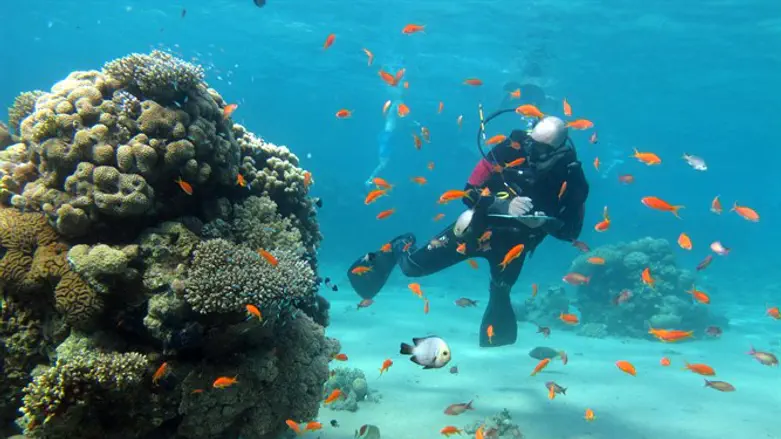 אטרקציה לחוקרים וגם לתיירים. אלמוגים באילת