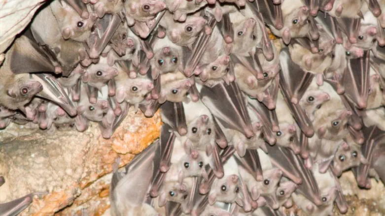 Bats