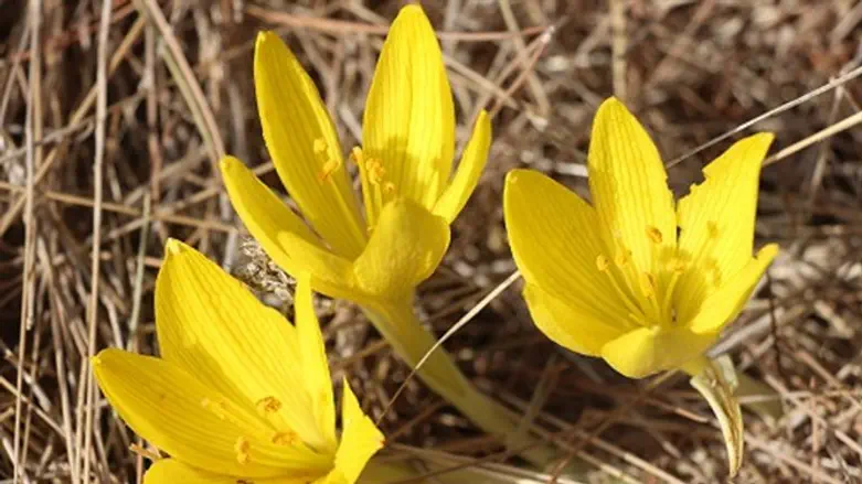 חלמוניות עליך ישראל