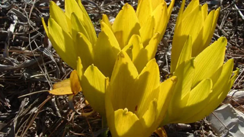 חלמונית גדולה