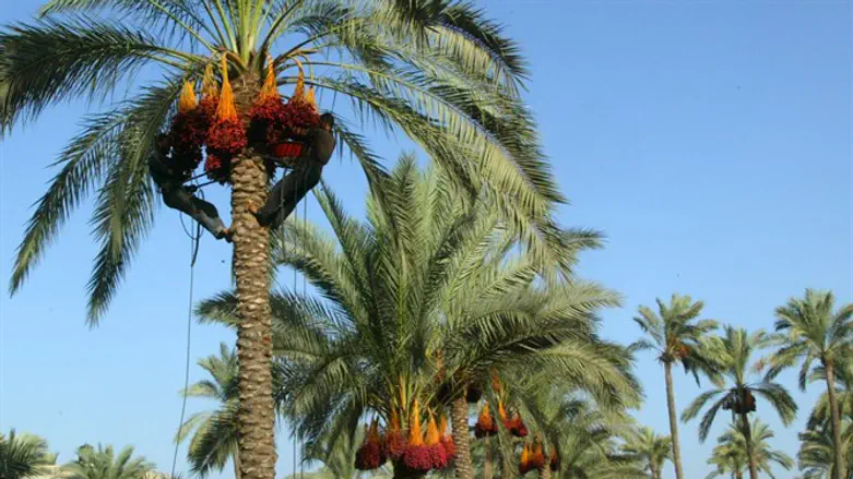 מטעי דקלים. ארכיון