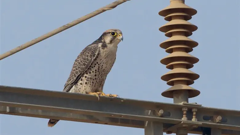 בז צוקים. בסכנת הכחדה