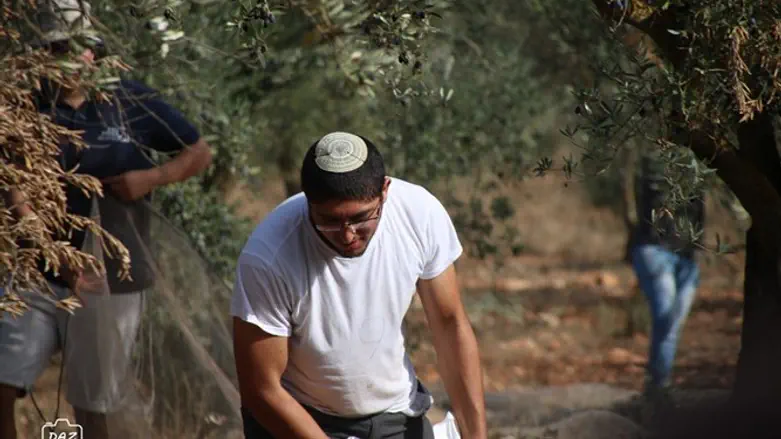 המסיק בגליל