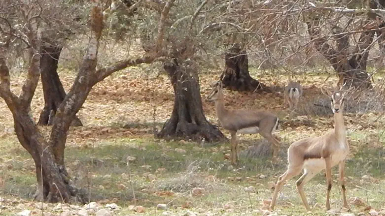 צבאים ביו"ש