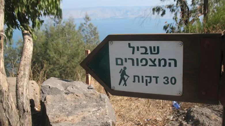 מסלול טיול ביער שוויץ