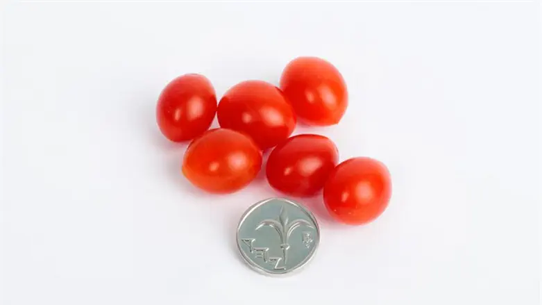 העגבנייה הקטנה בעולם