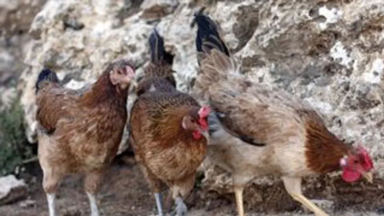 שינוי תנאים?