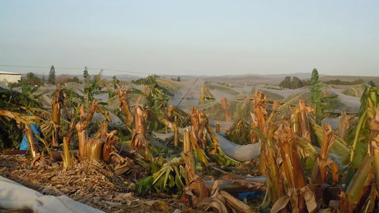 נזק שנגרם למטע בננות בעקבות סופה