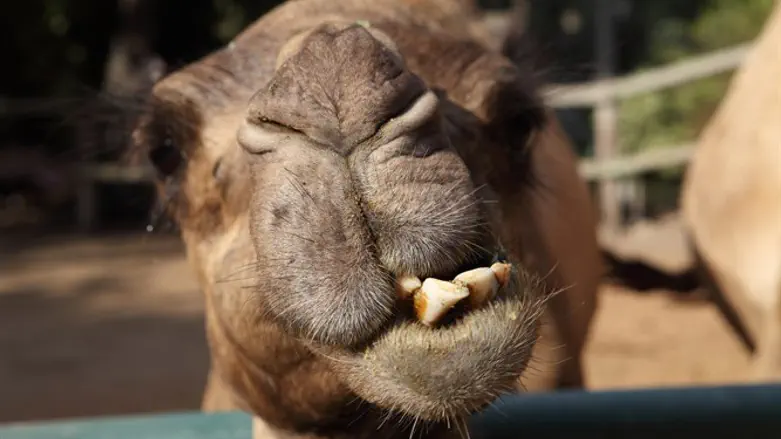 Camel