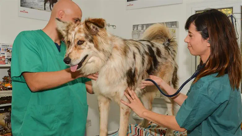 טיפול חוהב בכלבים