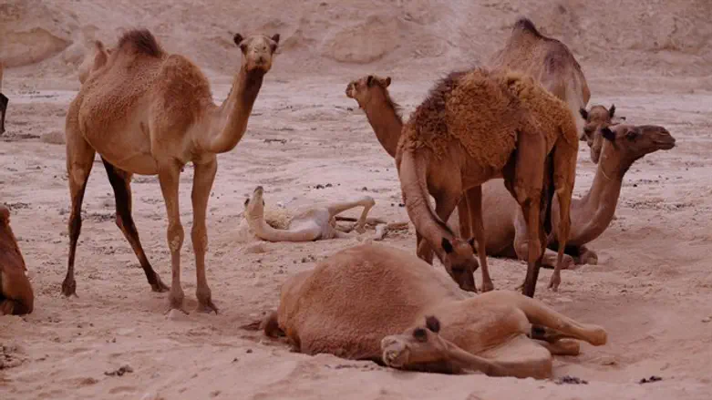 Camels