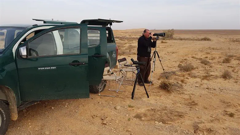 הצפרים בתצפית  