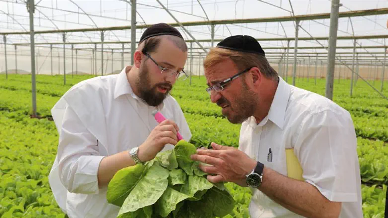 Kashrut inspectors