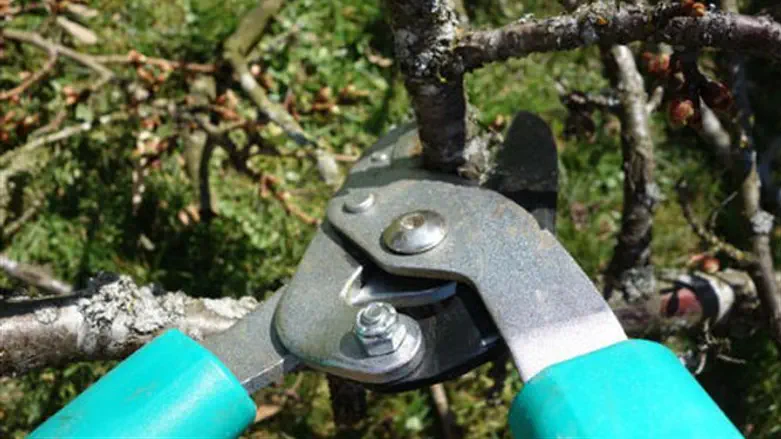 גיזום לקראת האביב