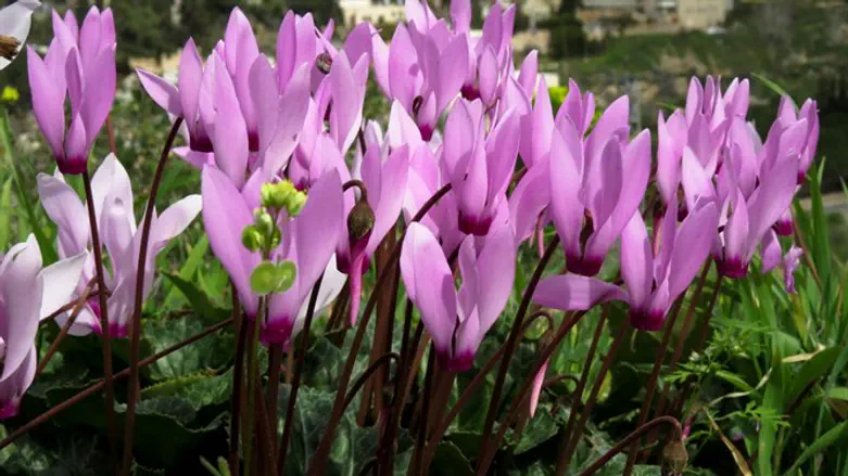 רקפות באזור העבודות