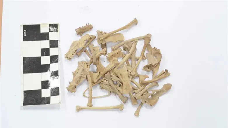 עצמות יונים עתיקות