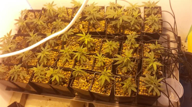 שתילי מריחואנה