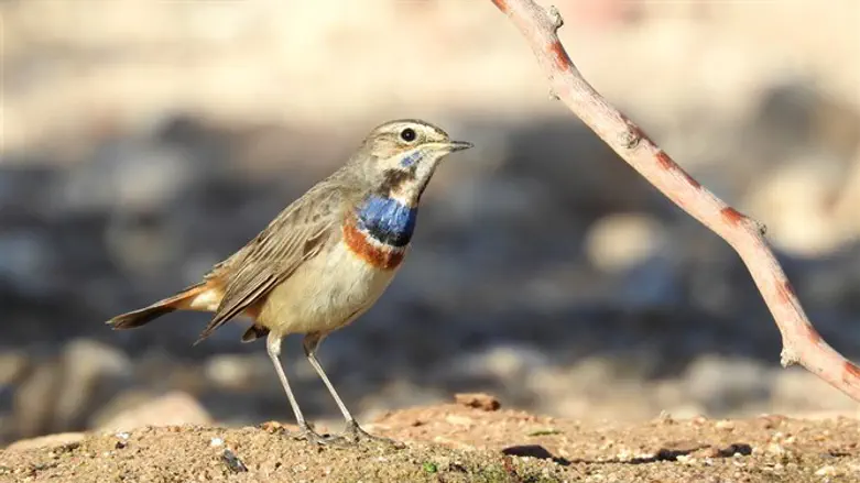 תחרות אלופי הנדידה 2018