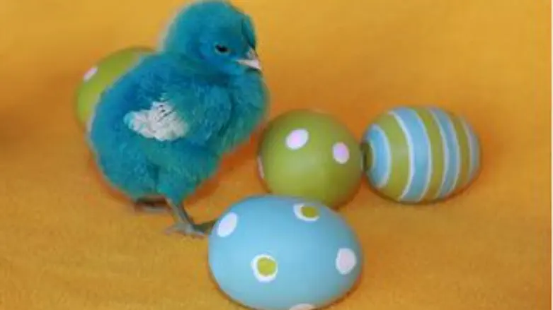 הריון, אפרוח