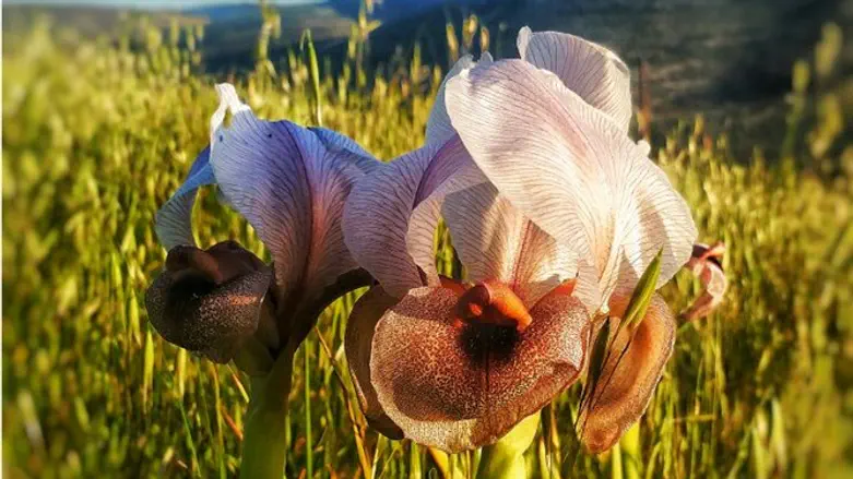 פרית אירוס השומרון באיתמר