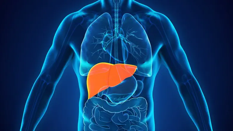 Liver