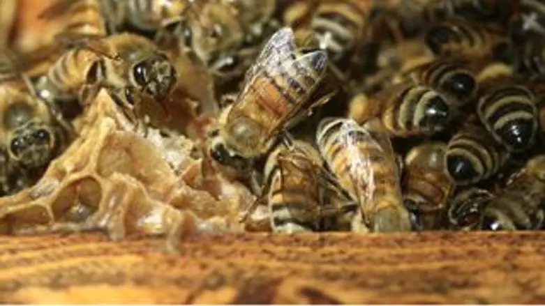 למצולמות אין קשר לאמור בכתבה