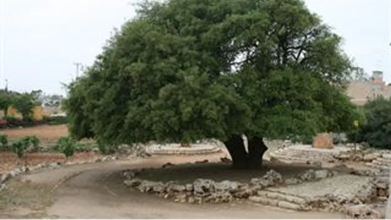 העץ של גוש עציון. בניה חדשה
