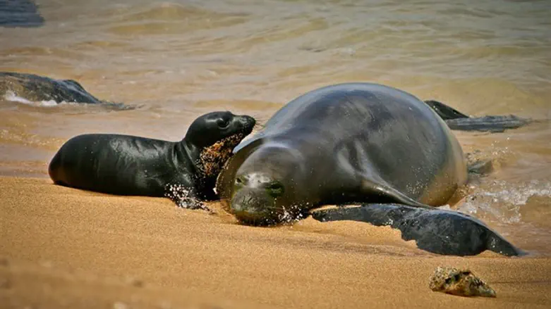 גור כלב ים נזירי ואמו