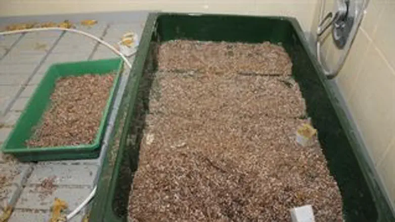 גידול המריחואנה