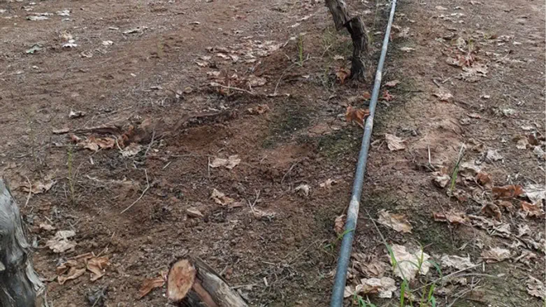 Вырубленный арабами виноградник