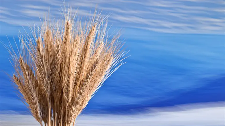 עומר, שיבולים, חיטה