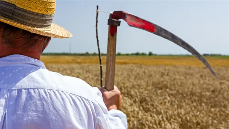 Пшеничное поле