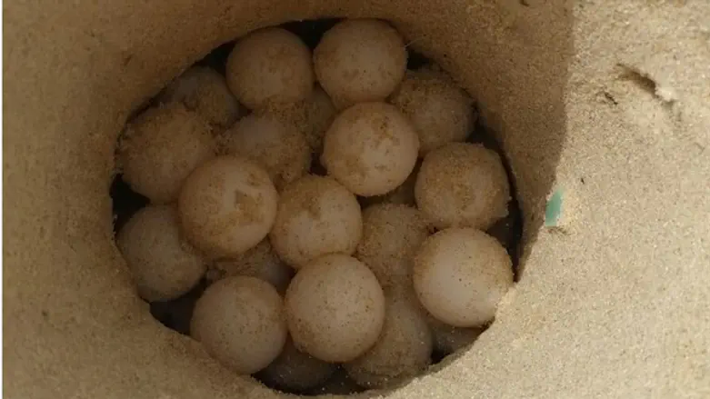 הטלות ראשונות של צבות ים