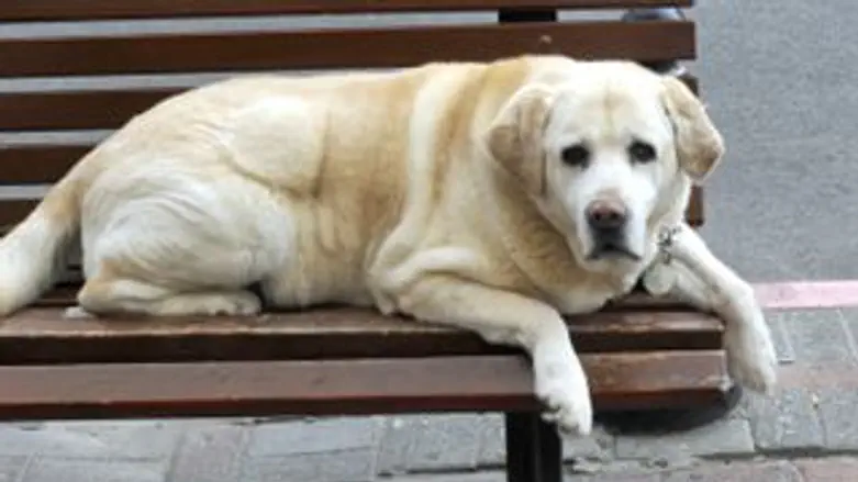 מוזמן למחקר