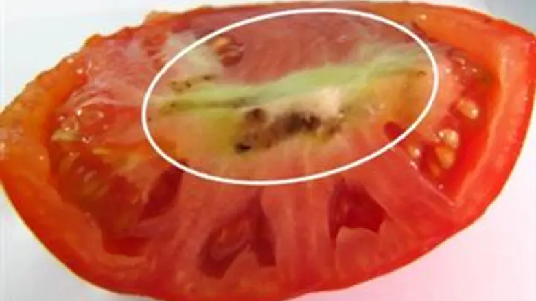 עגבניה נגועה