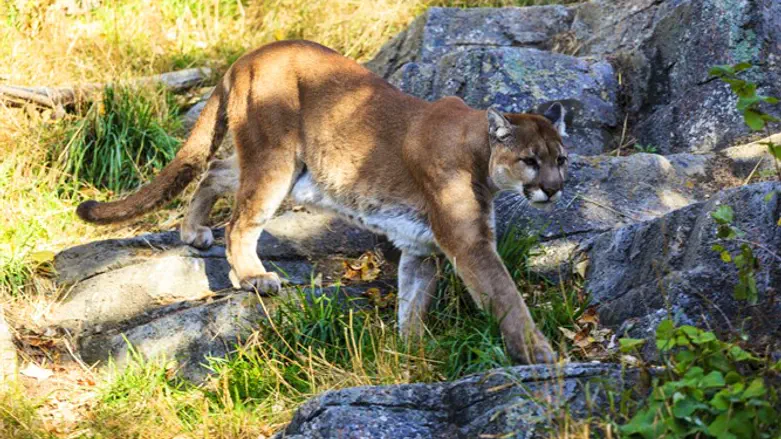 Puma/Mountain lion