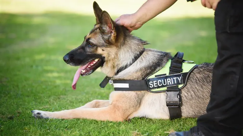 כלב בשירות המשטרה. אילוסטרציה