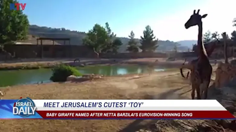 Meet Jerusalem’s cutest new ‘toy’