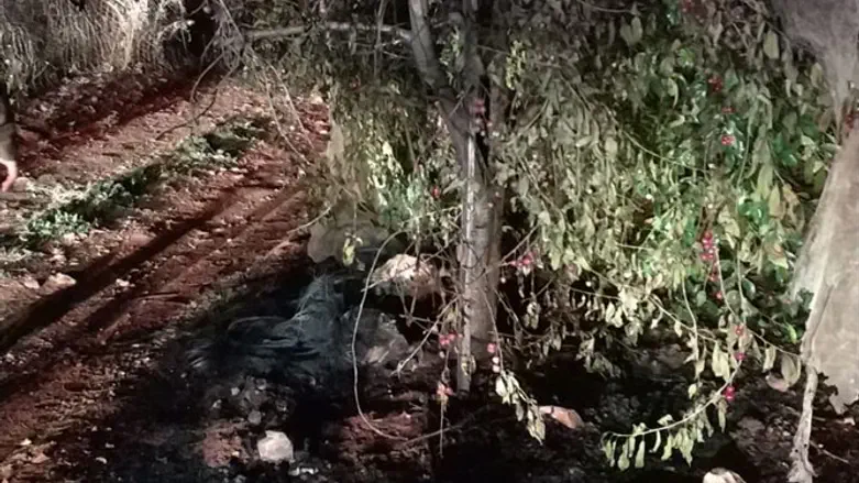 Fighting Agricultural Terrorism in Gush Etzion