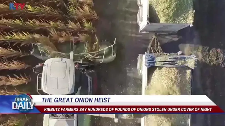The great onion heist
