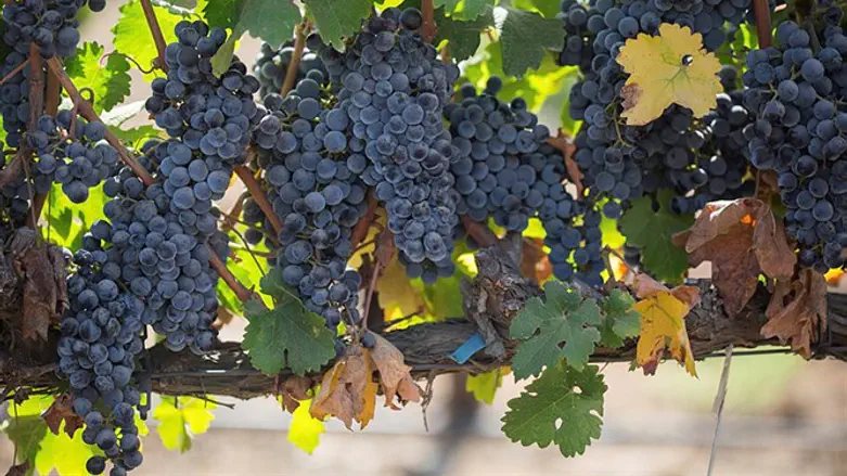 Виноград на Голанах