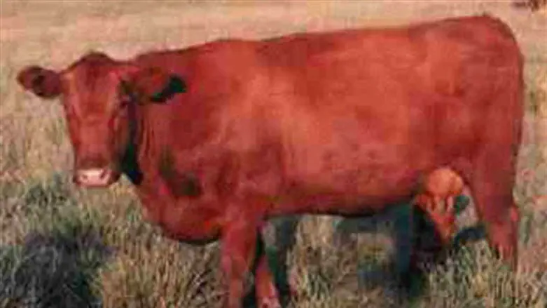 Red Heifer