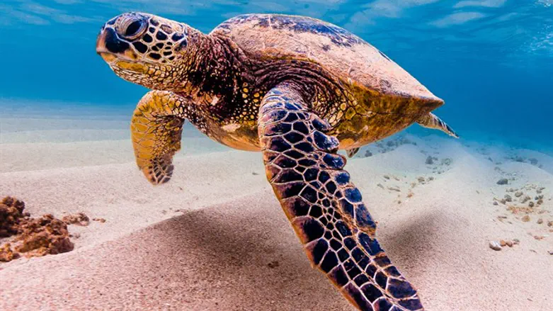 Sea Turtle