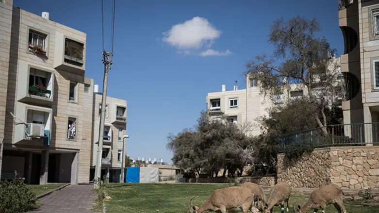 מחזקים את מצפה רמון. ארכיון