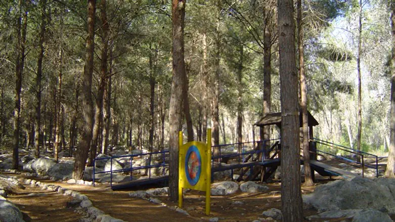 יער בן שמן. ארכיון