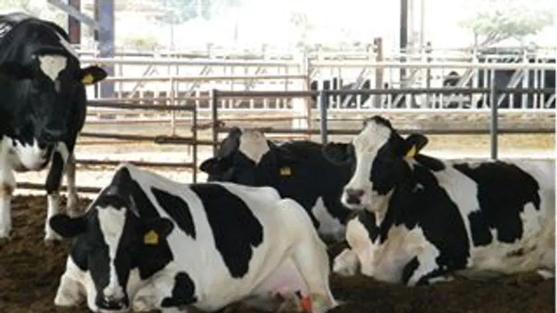 פרות ברפת חלב