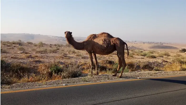 Life threatening. Camel
