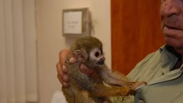 קופת הסנאי שנמצאה