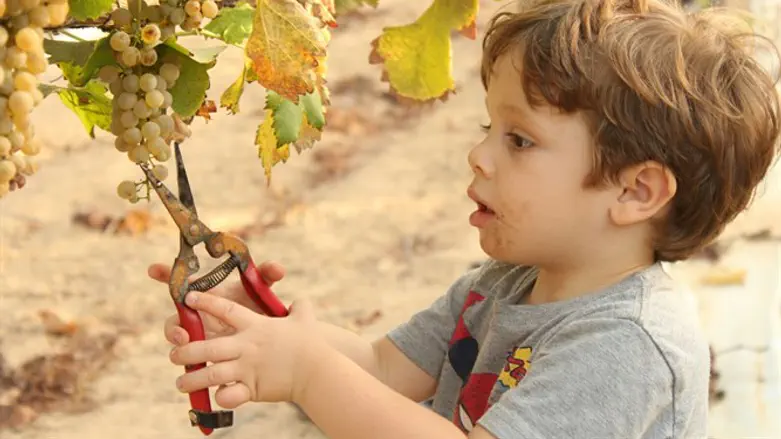 פסטיבל בציר